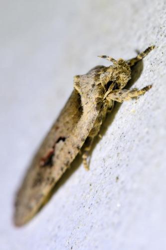 Réf. 305 350 : Agonopterix ocellana